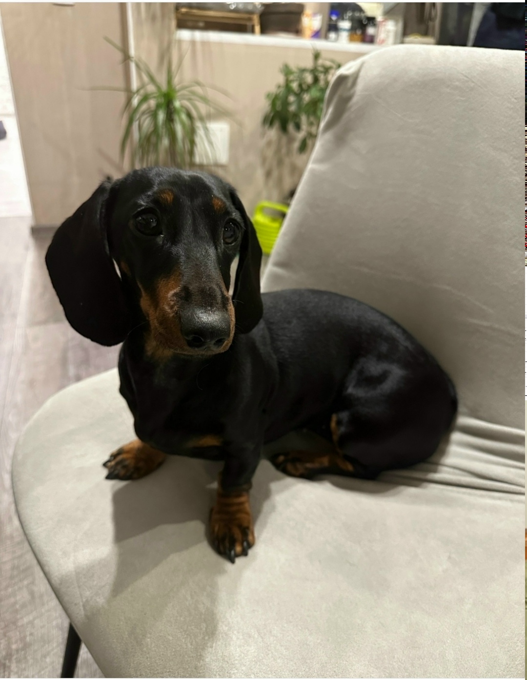 Пропала собака в Калининграде — фото объявления