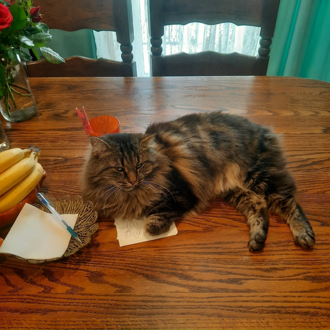 Пропала кошка в Калининграде — фото объявления