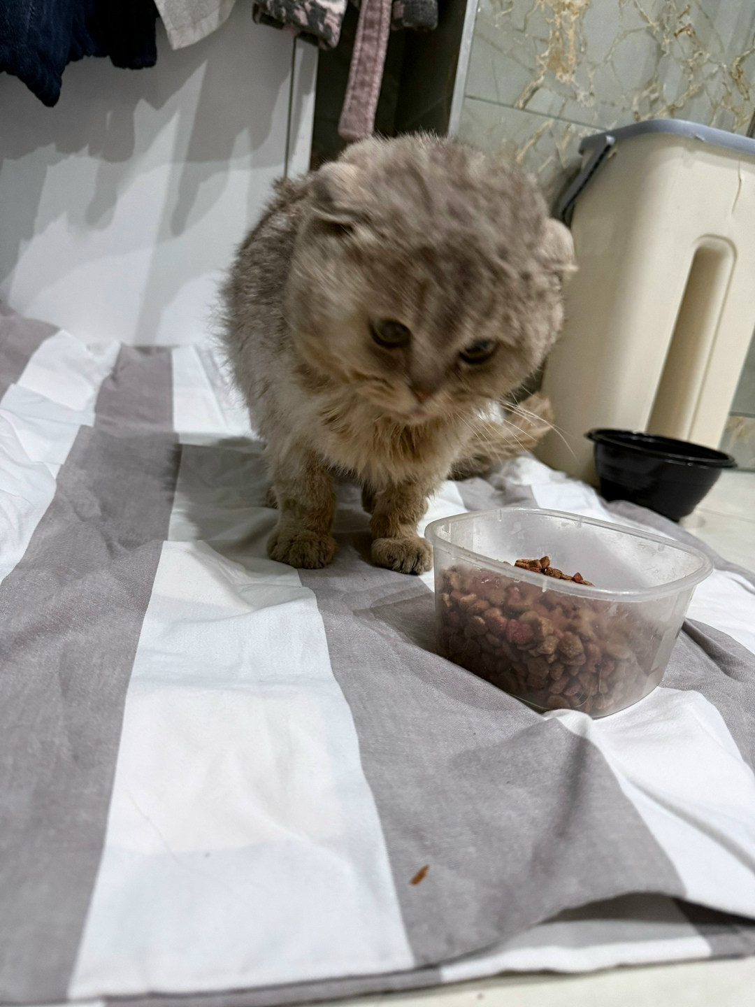 Найдена собака в Калининграде — фото объявления