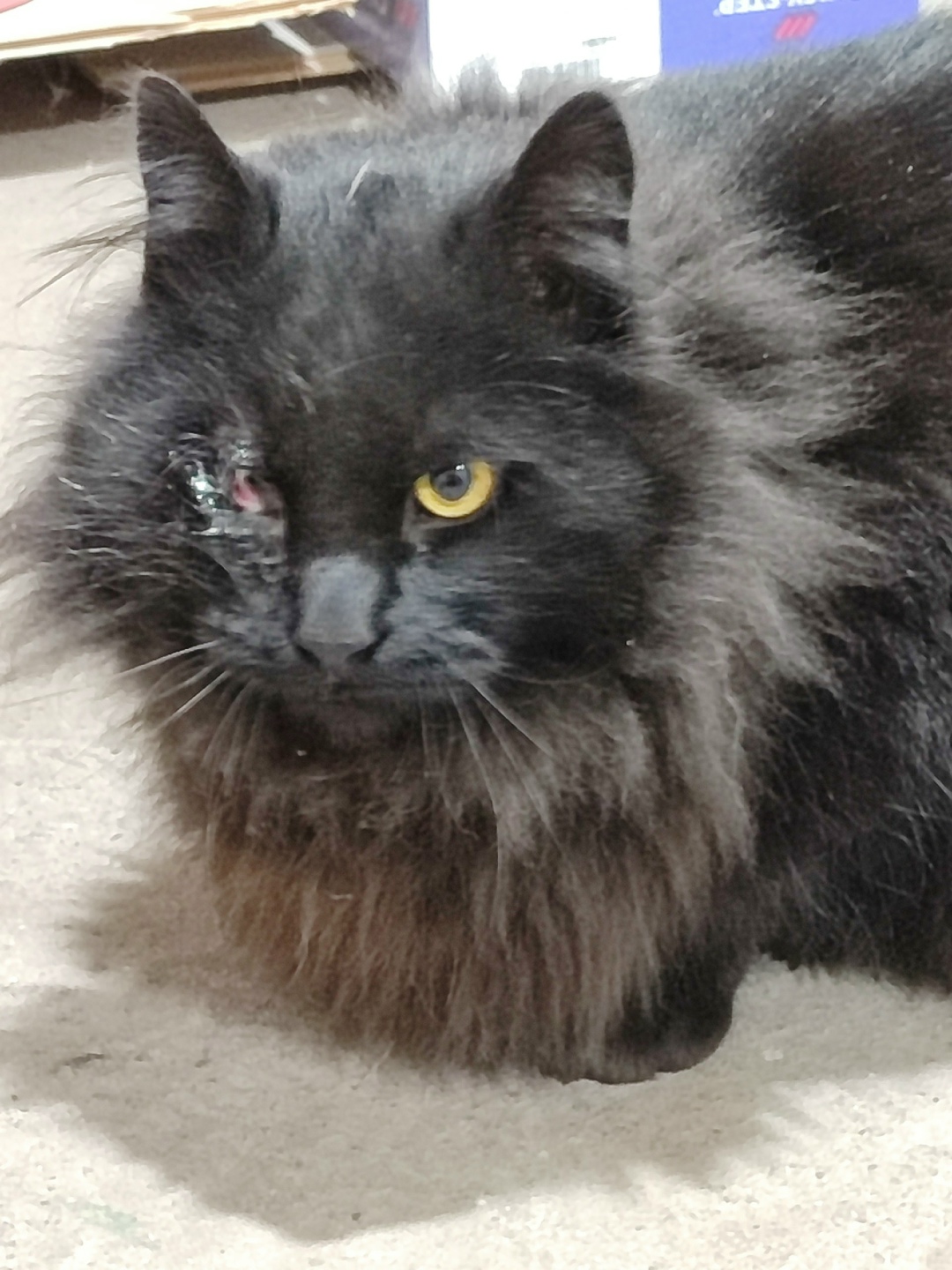 Пропала кошка в Калининграде — фото объявления