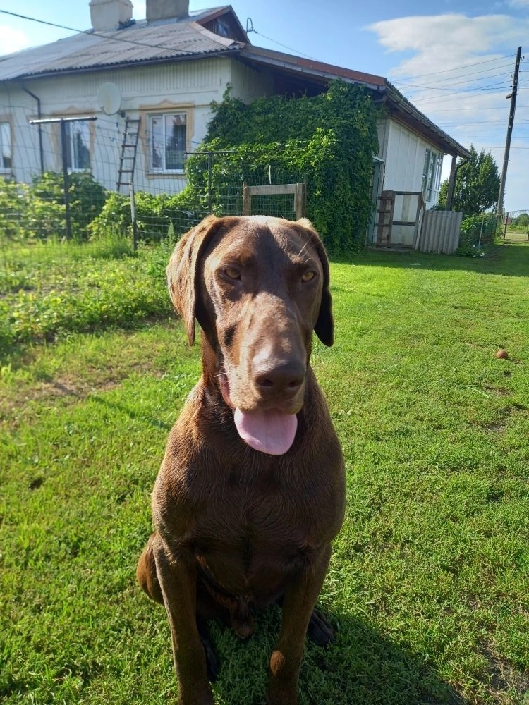 Пропала собака в Калининграде — фото объявления