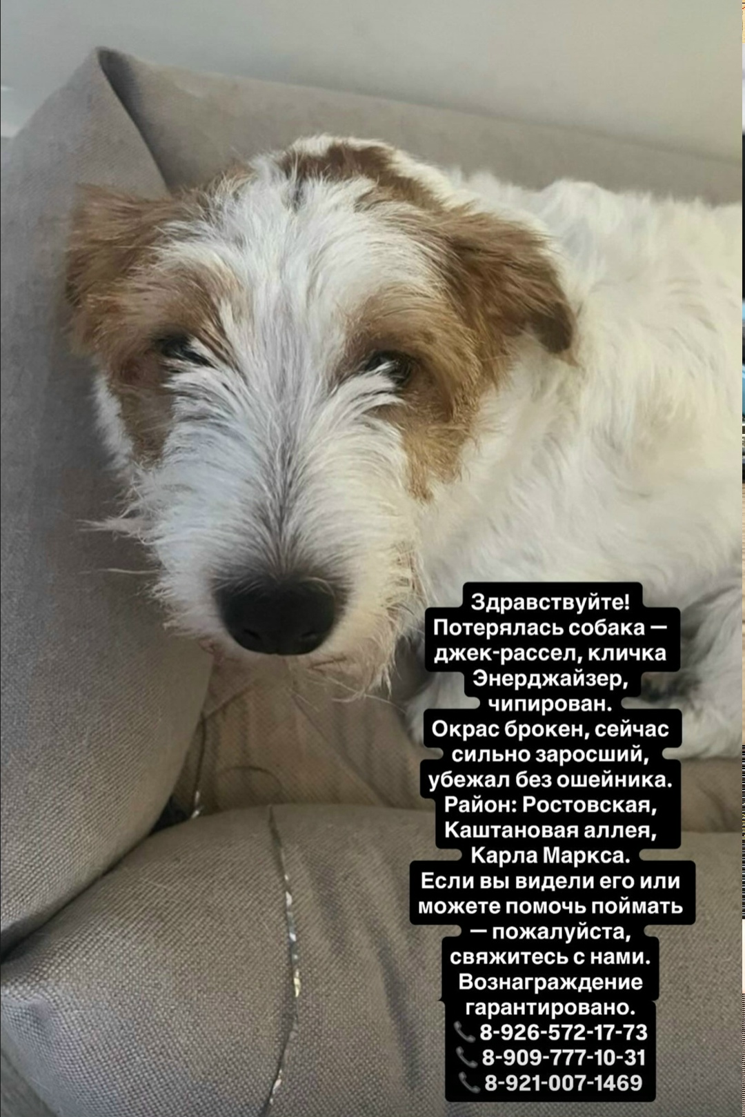 Пропала собака в Калининграде — фото объявления