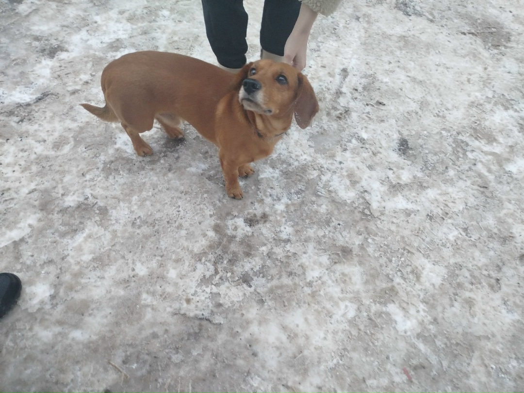 Найдена собака в Калининграде — фото объявления