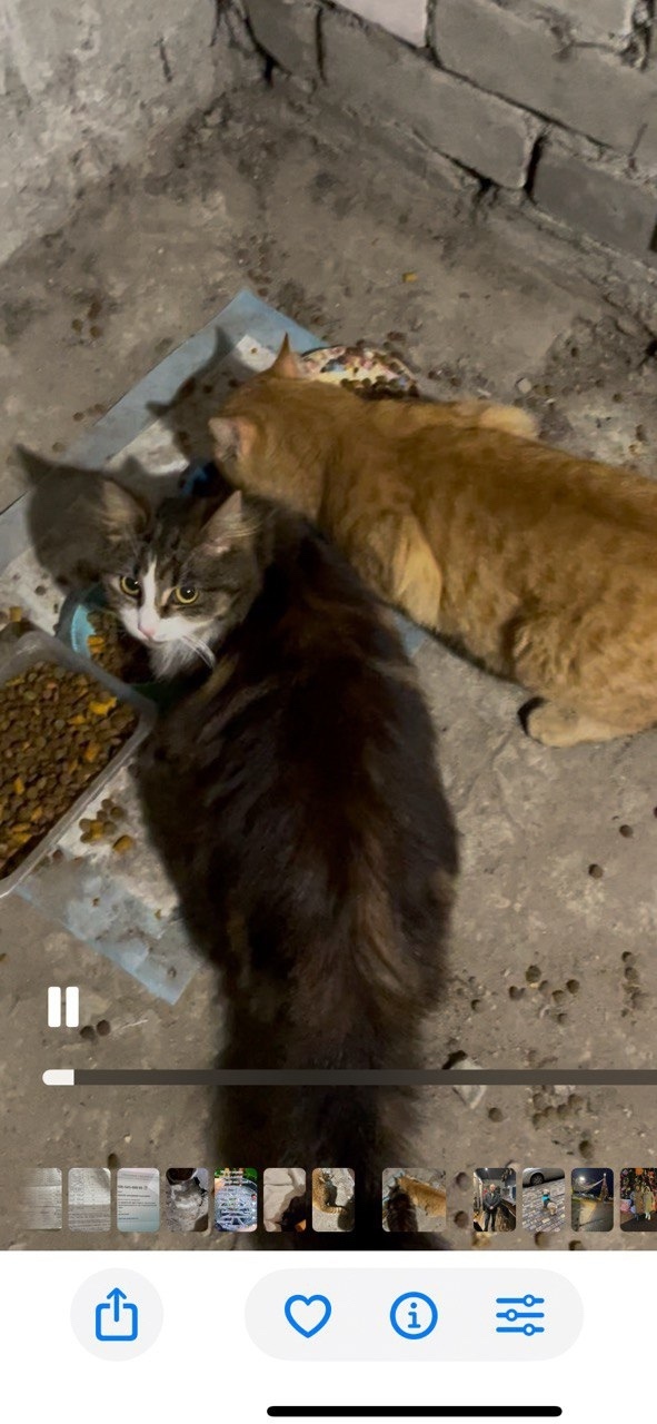 Пропала кошка в Калининграде — фото объявления