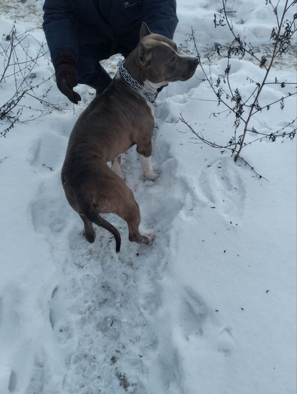 Найдена собака в Калининграде — фото объявления