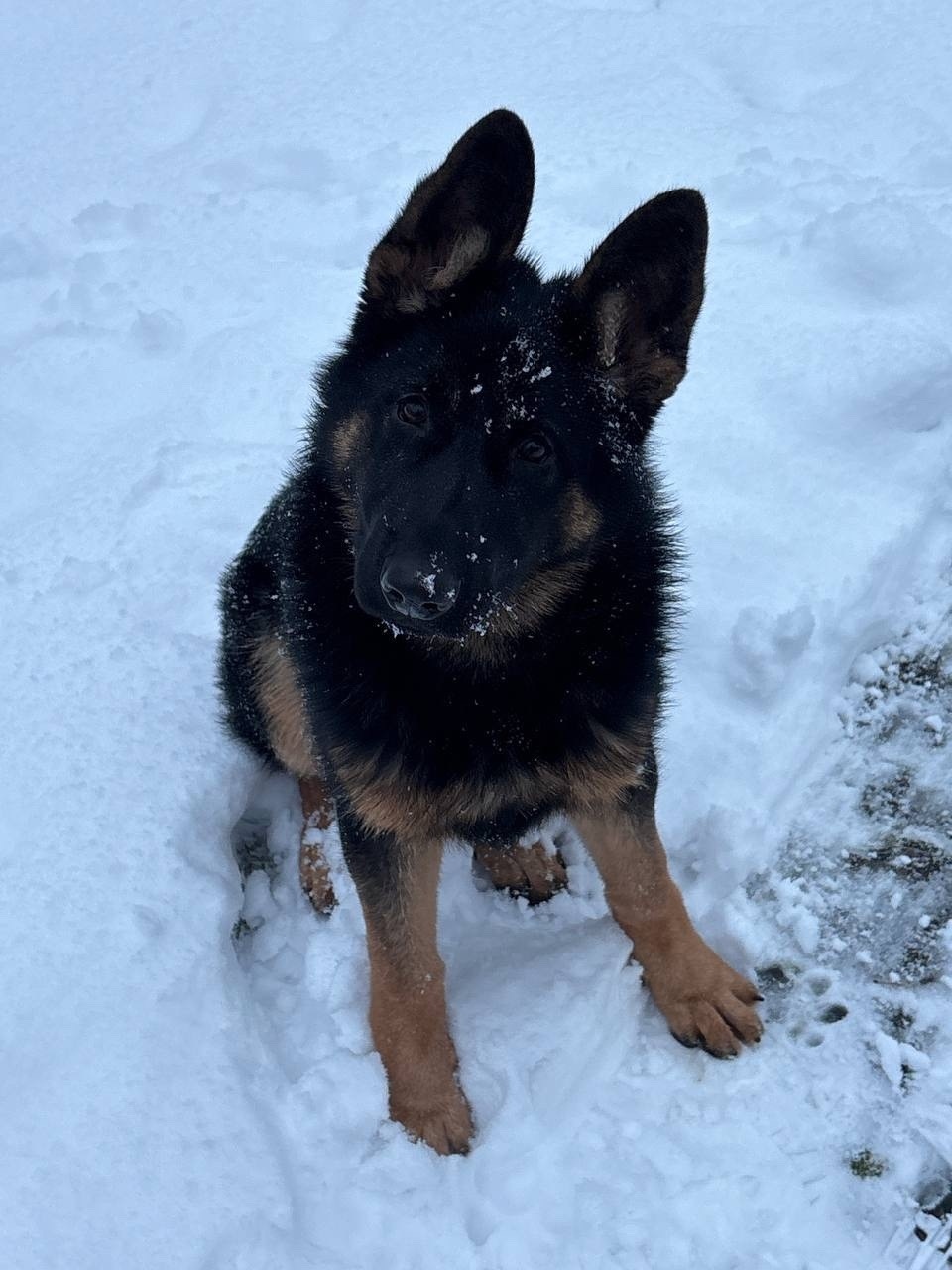 Пропала собака в Калининграде — фото объявления