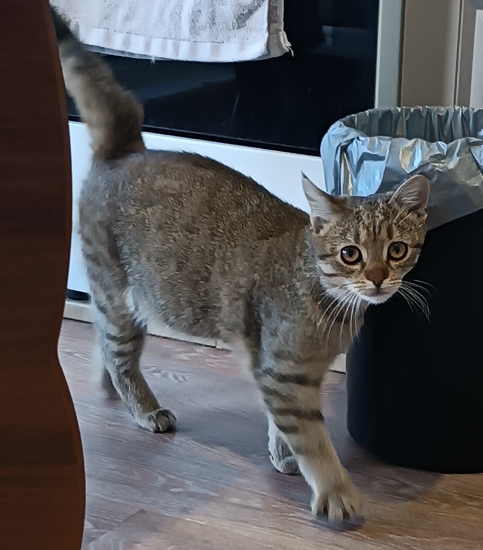 Найдена кошка в Калининграде — фото объявления