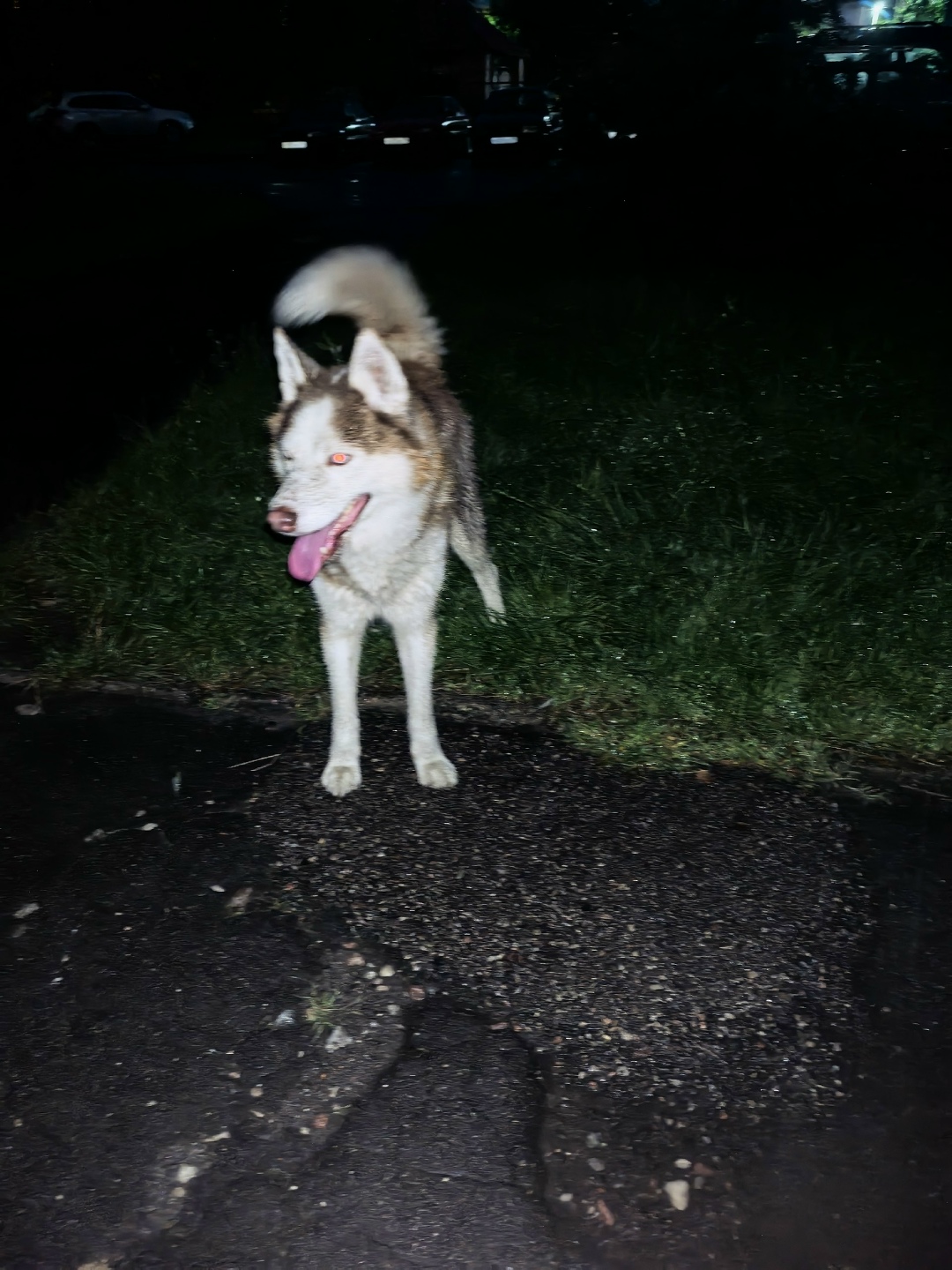 Пропала собака в Калининграде — фото объявления