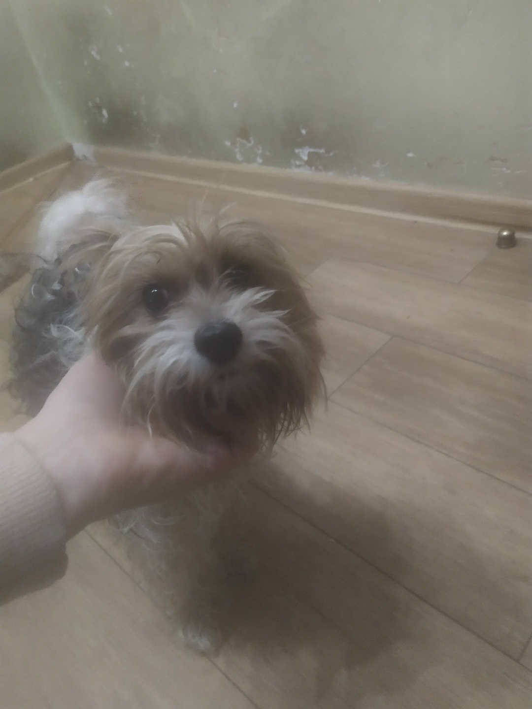 Найдена собака в Калининграде — фото объявления