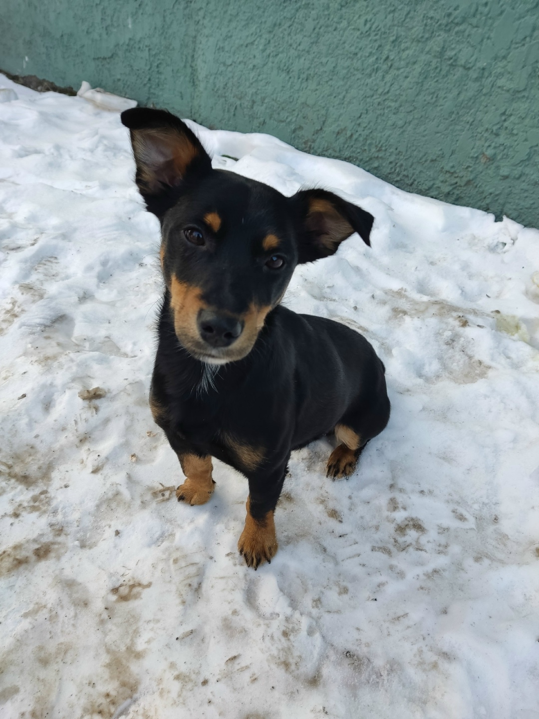 Найдена собака в Калининграде — фото объявления