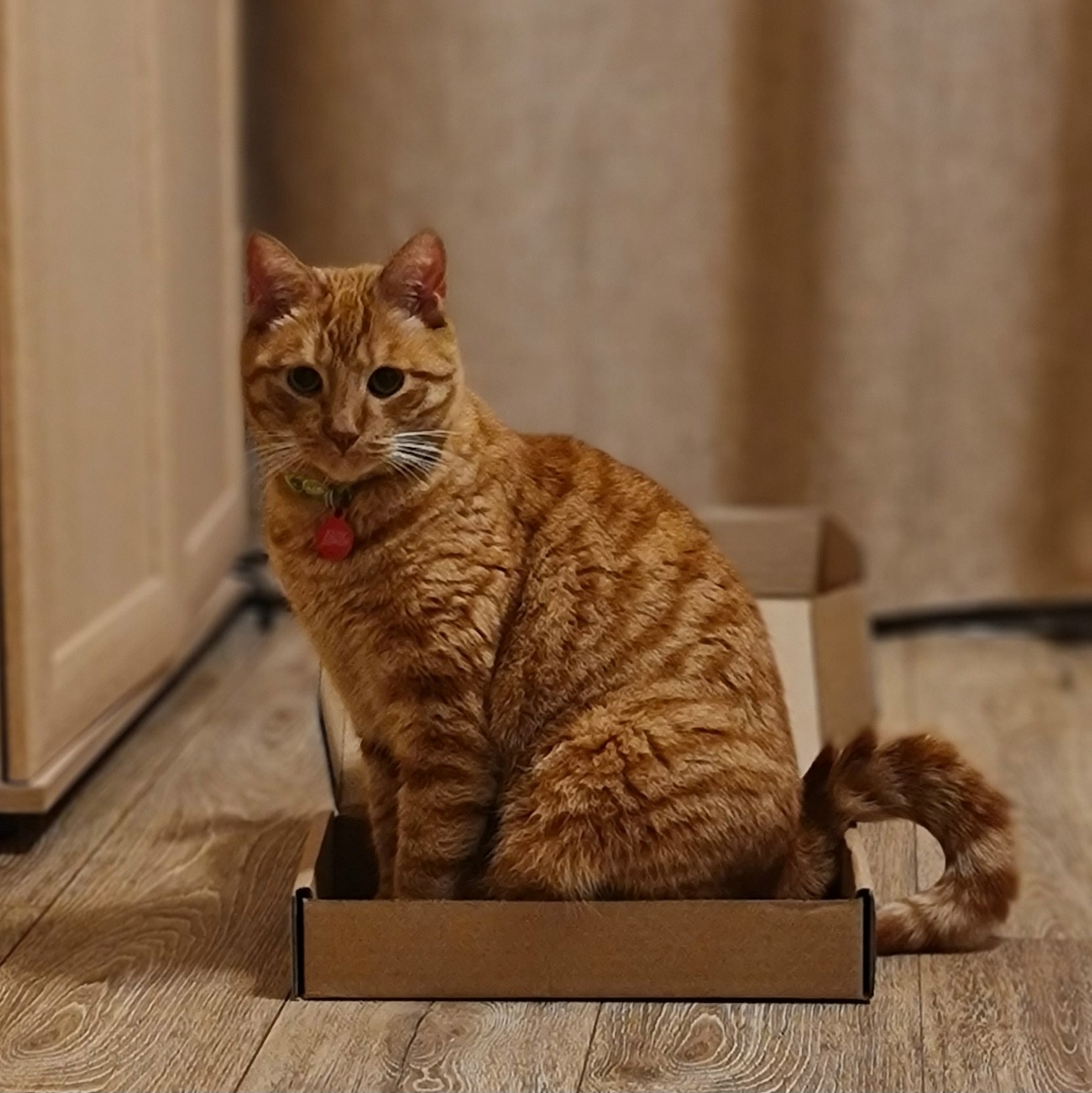 Пропала кошка в Калининграде — фото объявления