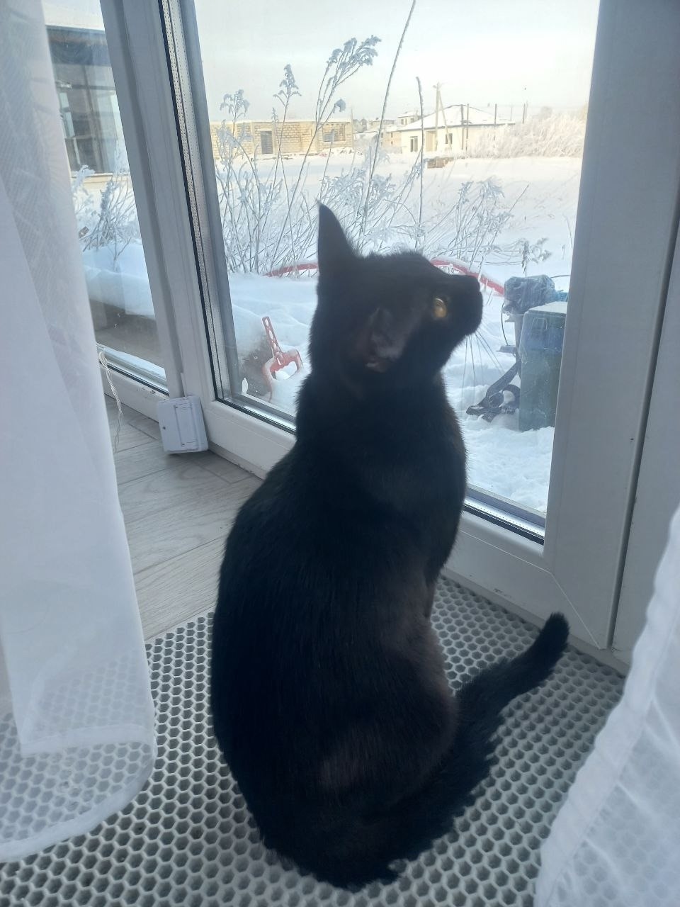 Пропала кошка в Калининграде — фото объявления