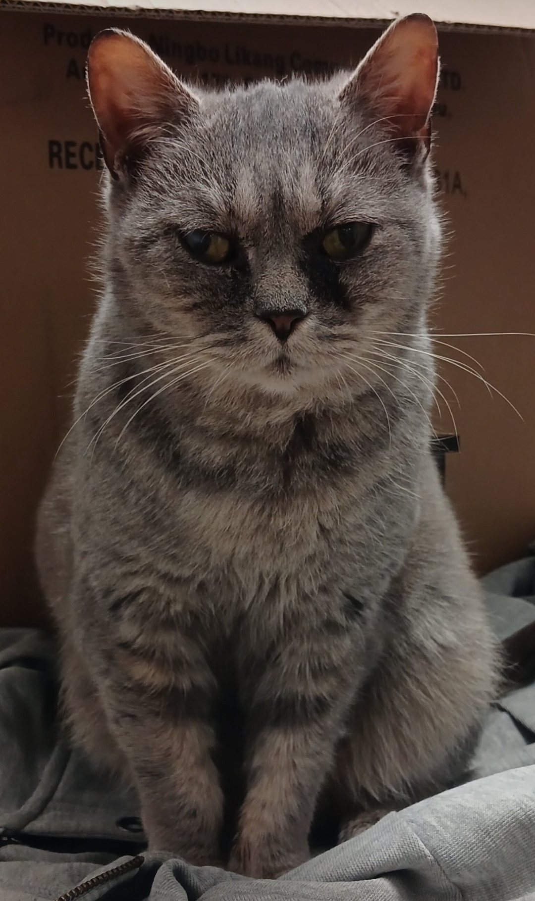 Найдена собака в Калининграде — фото объявления