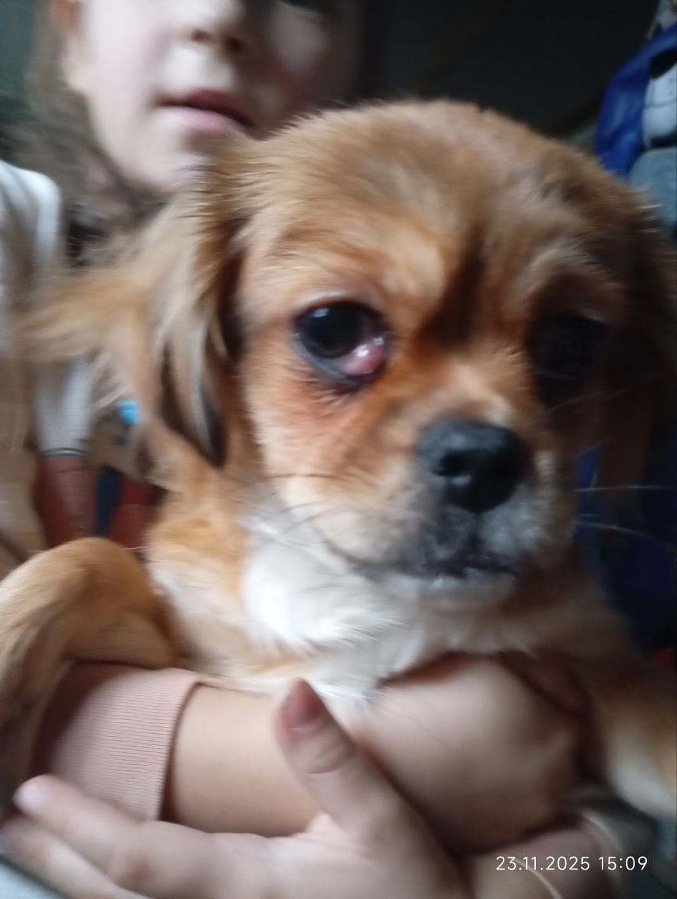 Пропала собака в Калининграде — фото объявления