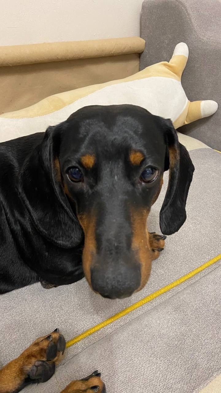 Найдена собака в Калининграде — фото объявления