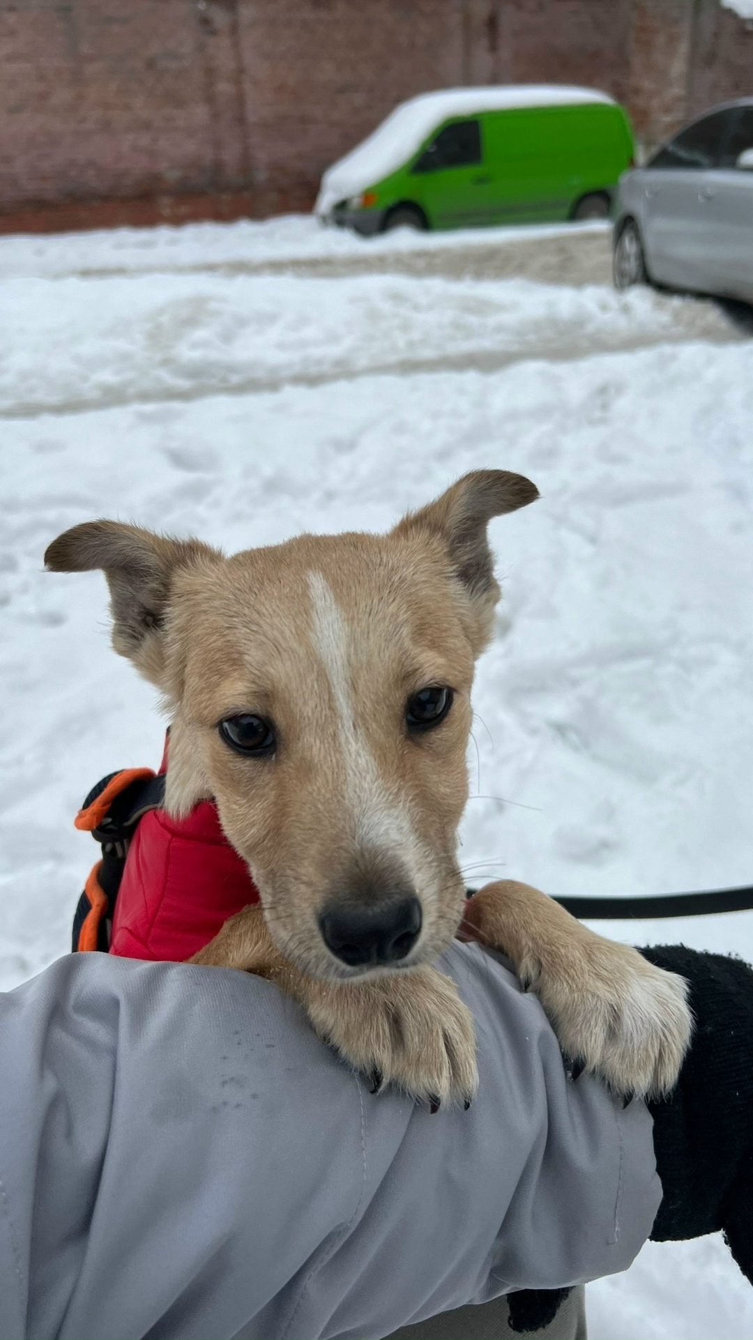 Найдена собака в Калининграде — фото объявления