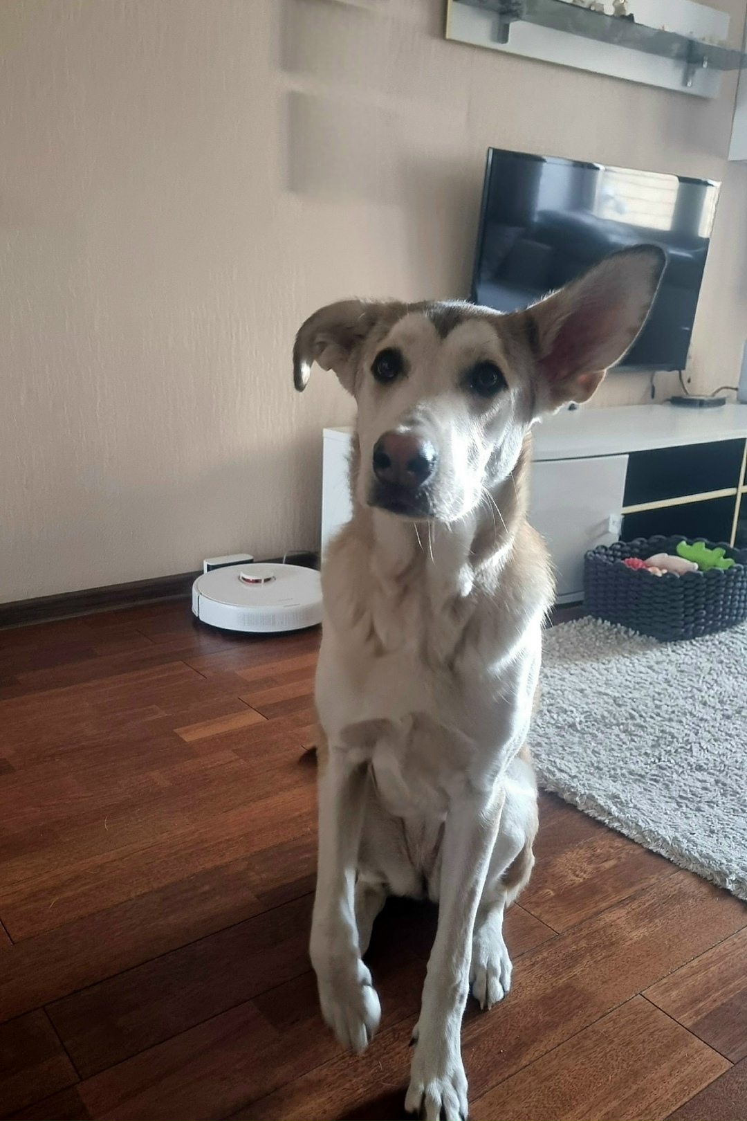 Найдена собака в Калининграде — фото объявления