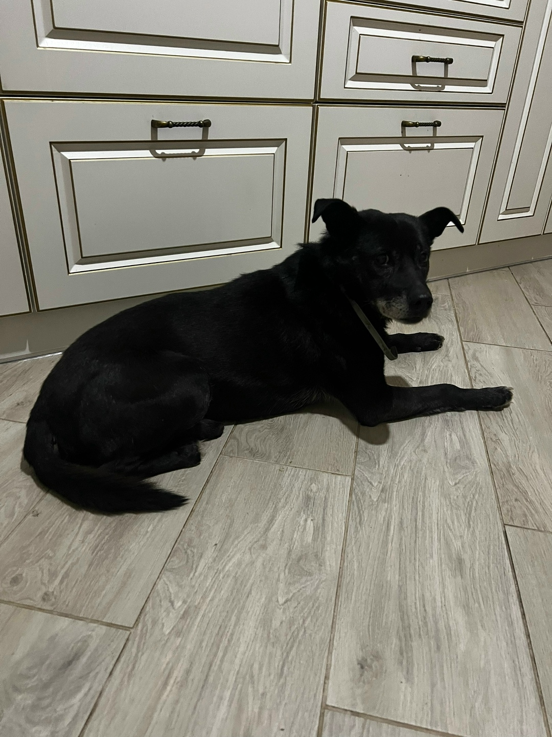 Пропала собака в Калининграде — фото объявления