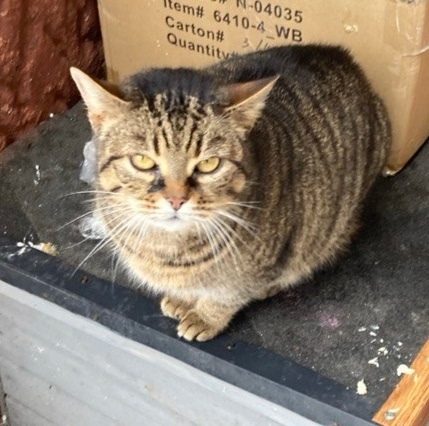 Найдена кошка в Калининграде — фото объявления