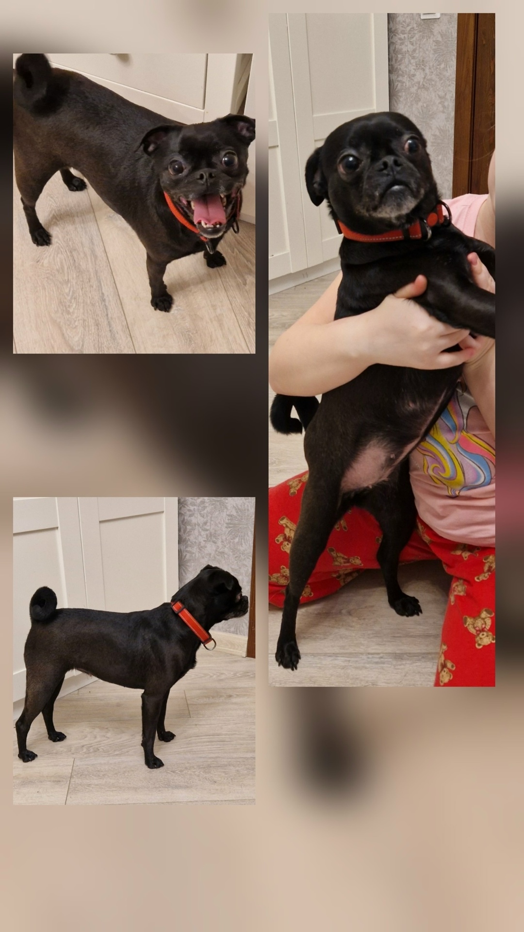 Найдена собака в Калининграде — фото объявления