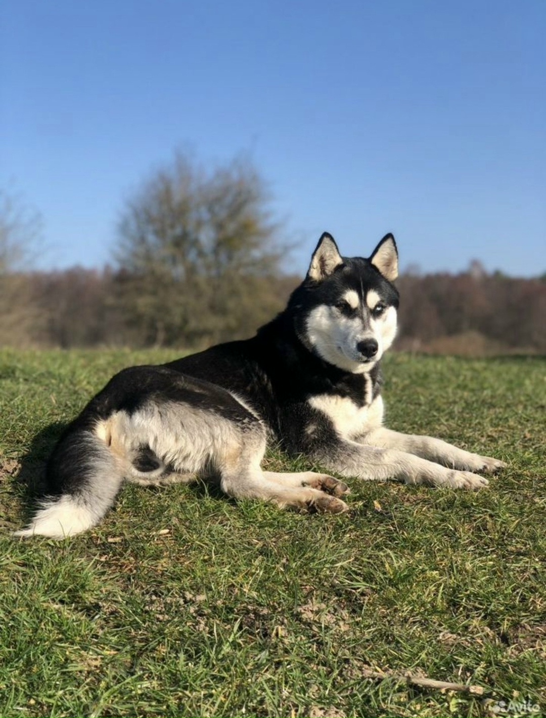 Пропала собака в Калининграде — фото объявления