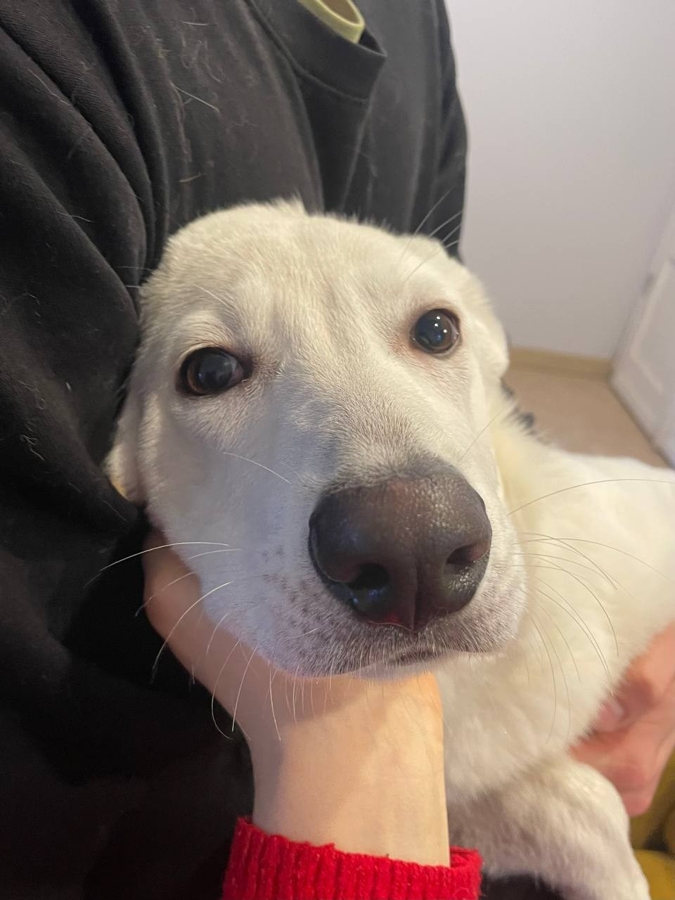 Найдена собака в Калининграде — фото объявления