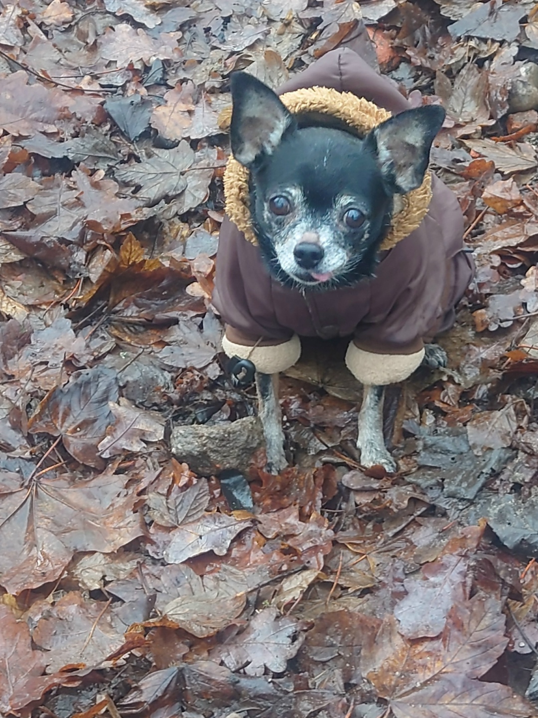 Пропала собака в Калининграде — фото объявления