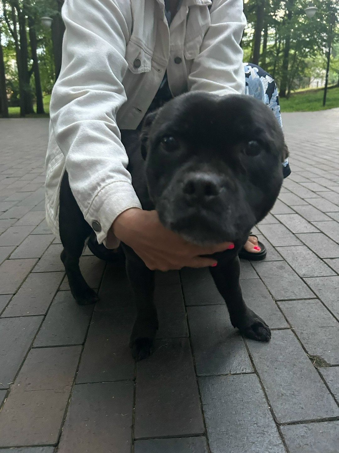 Найдена собака в Калининграде — фото объявления