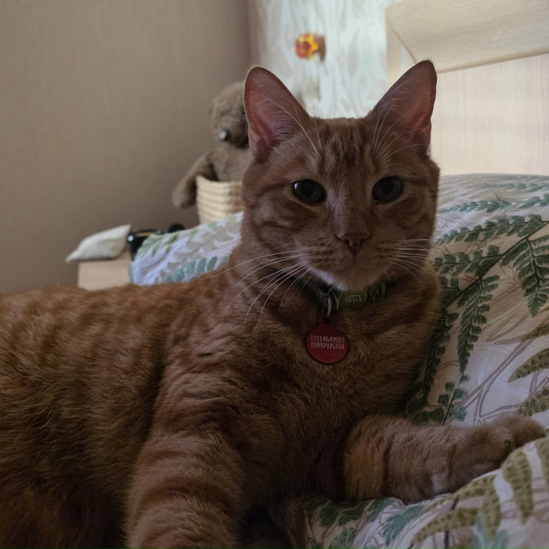 Пропала кошка в Калининграде — фото объявления