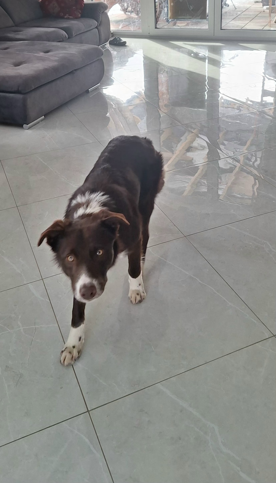 Пропала собака в Калининграде — фото объявления