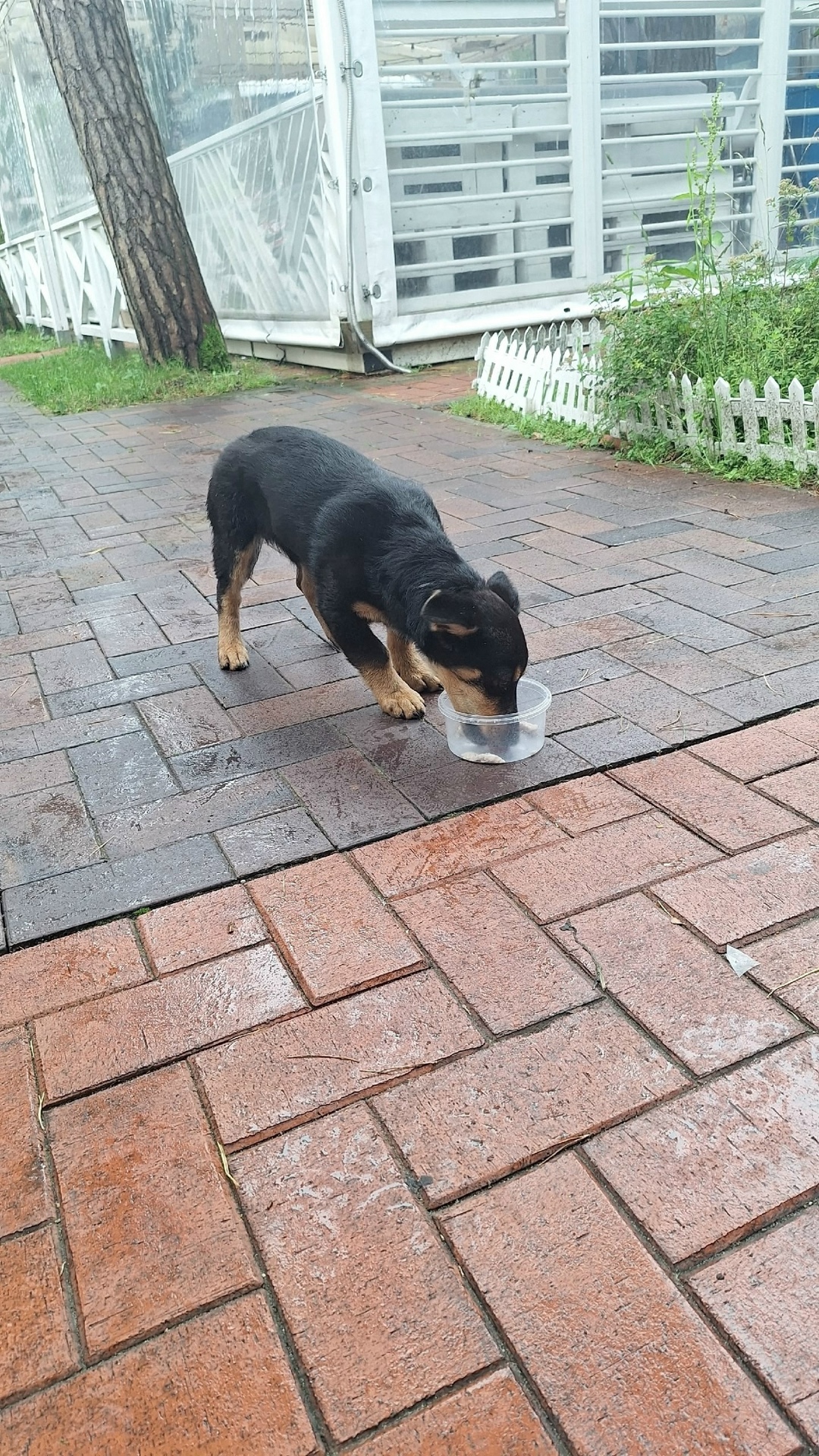 Найдена собака в Калининграде — фото объявления