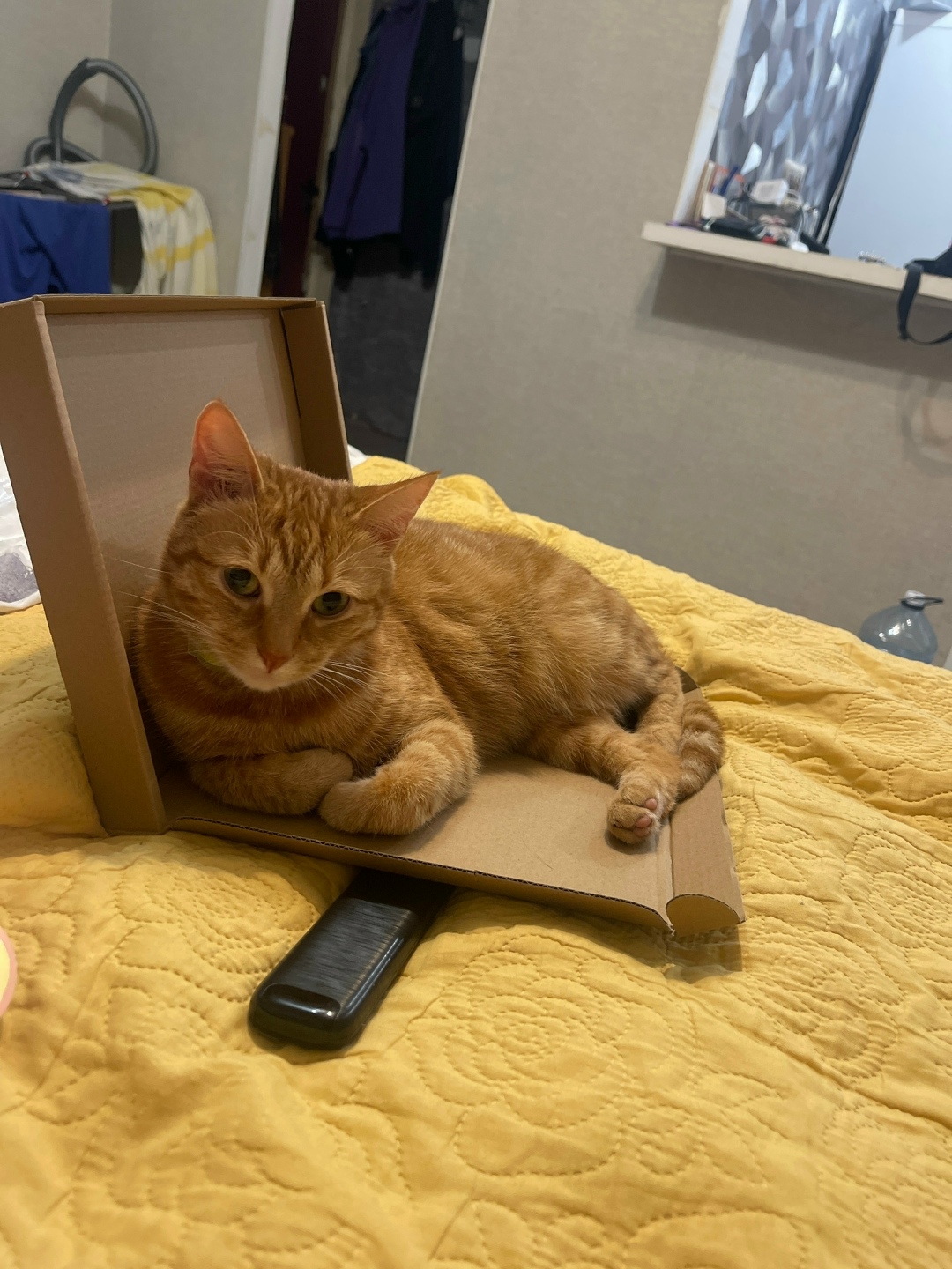 Найдена собака в Калининграде — фото объявления