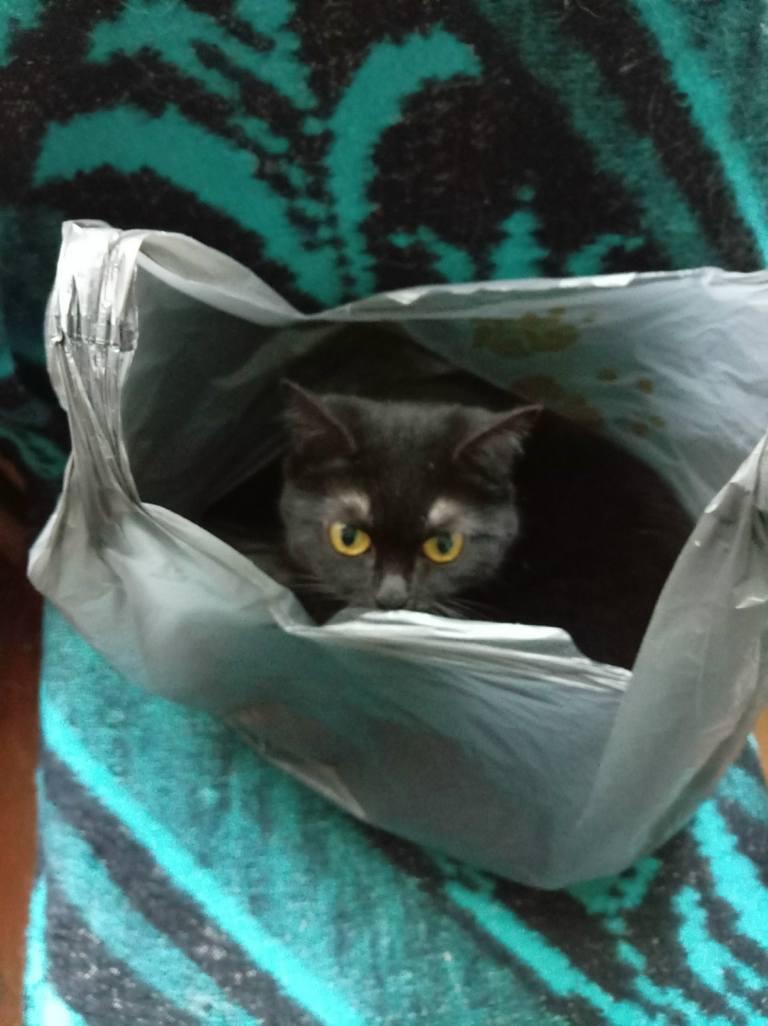 Пропала кошка в Калининграде — фото объявления