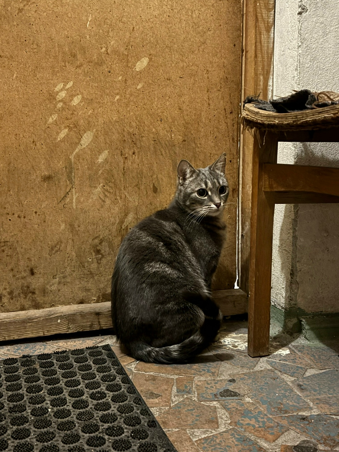 Найдена кошка в Калининграде — фото объявления