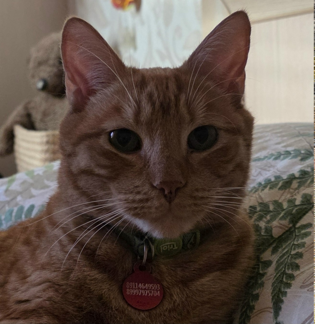 Пропала кошка в Калининграде — фото объявления