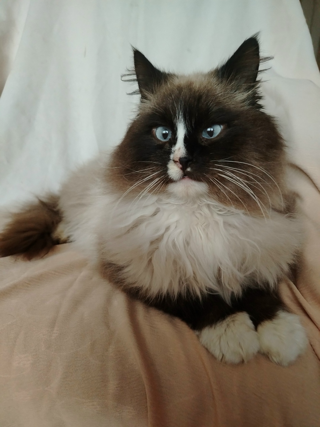 Найдена кошка в Калининграде — фото объявления