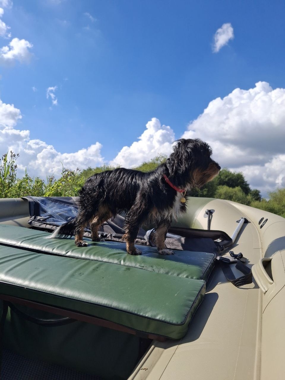 Пропала собака в Калининграде — фото объявления
