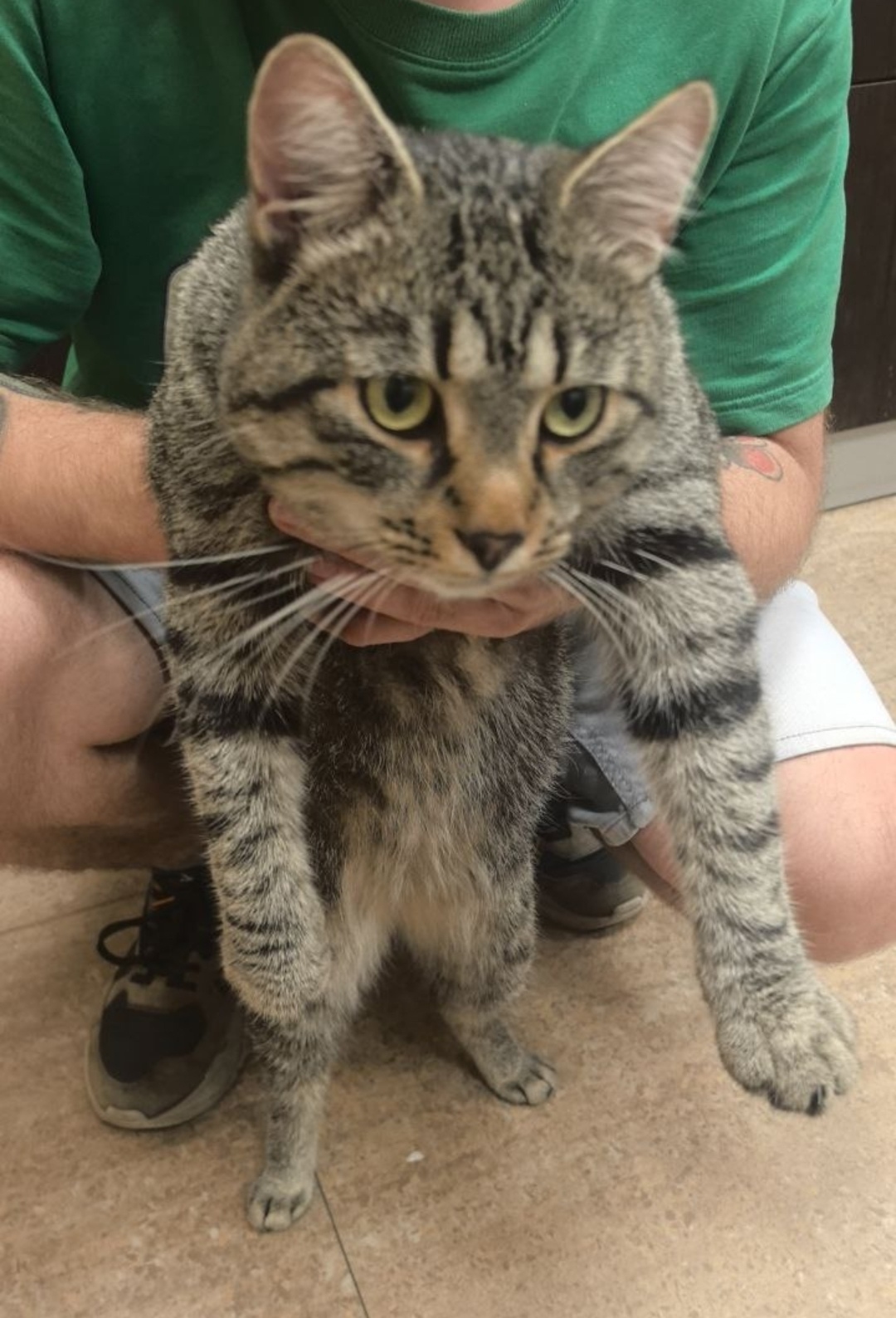 Найдена собака в Калининграде — фото объявления