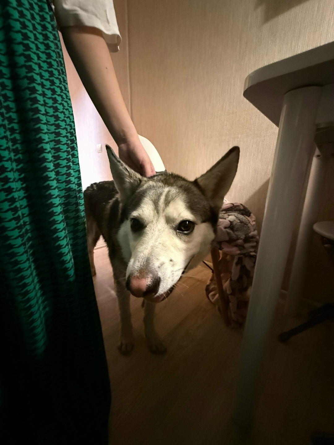 Найдена собака в Калининграде — фото объявления