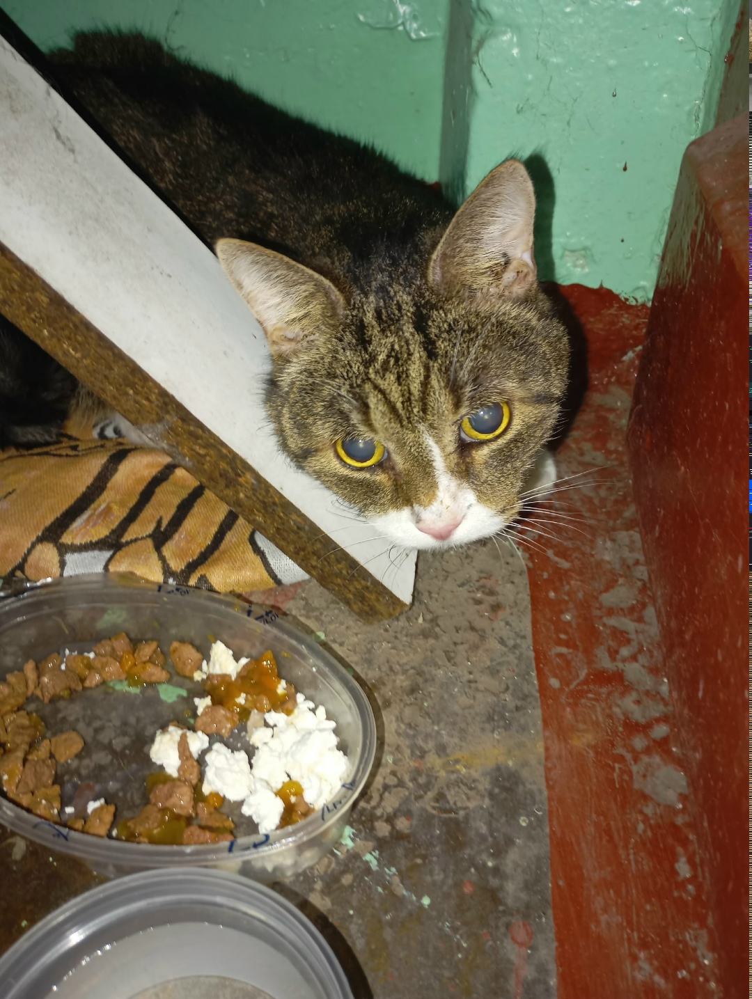 Найдена кошка в Калининграде — фото объявления