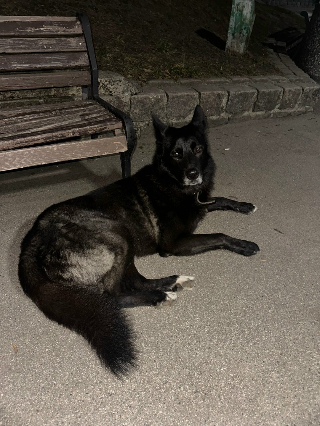 Найдена собака в Калининграде — фото объявления