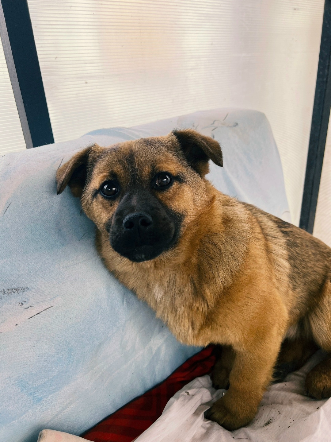 Найдена собака в Калининграде — фото объявления