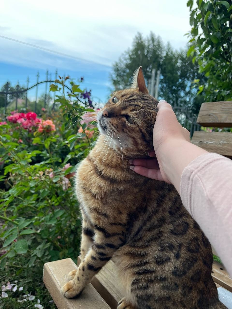 Пропала собака в Калининграде — фото объявления
