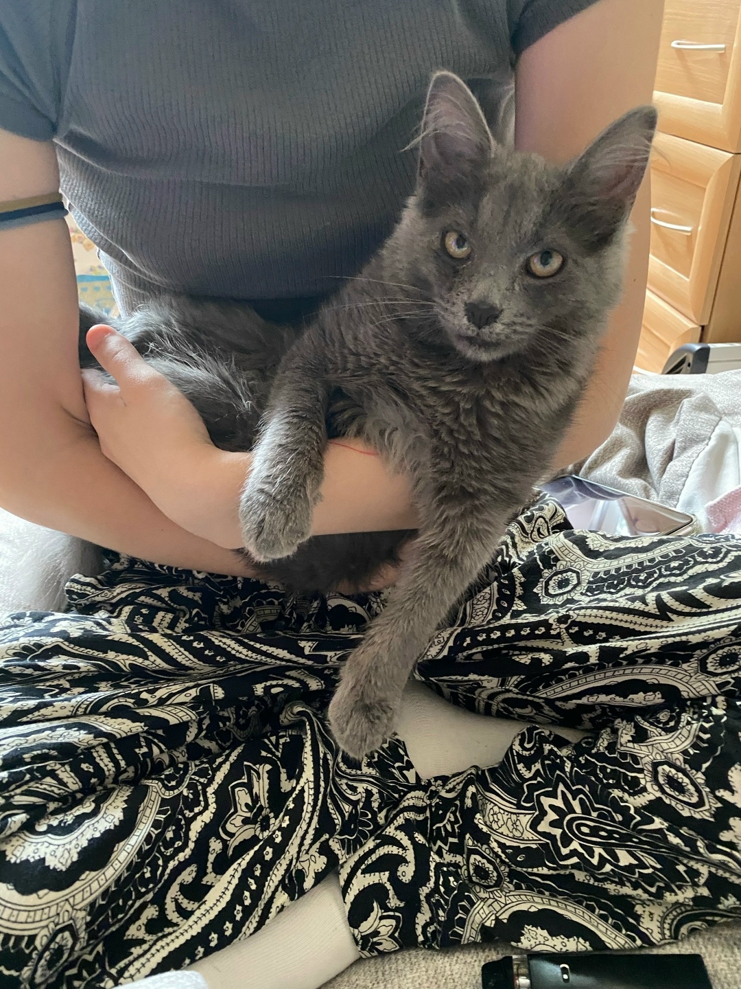 Найдена кошка в Калининграде — фото объявления