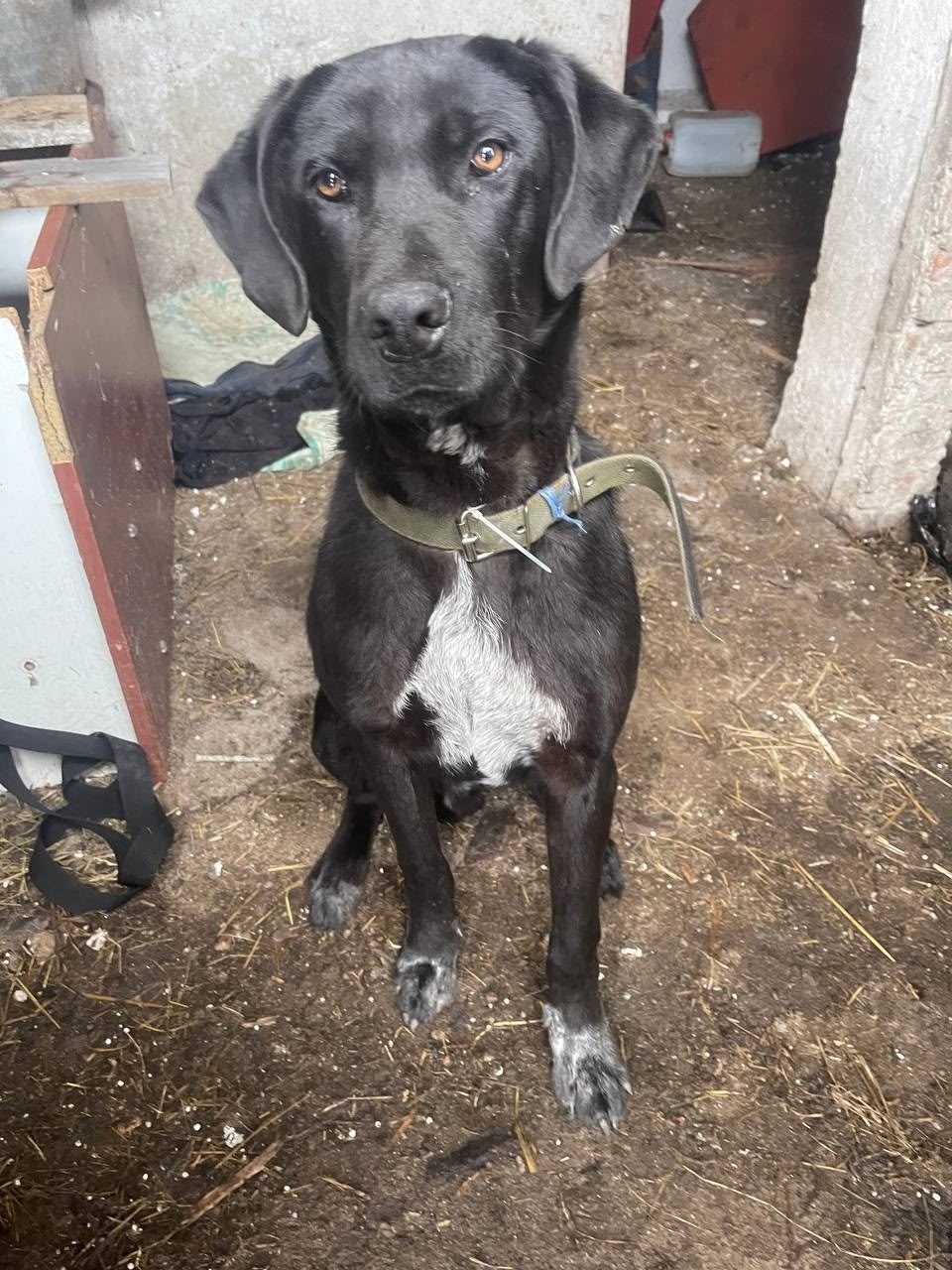 Найдена собака в Калининграде — фото объявления