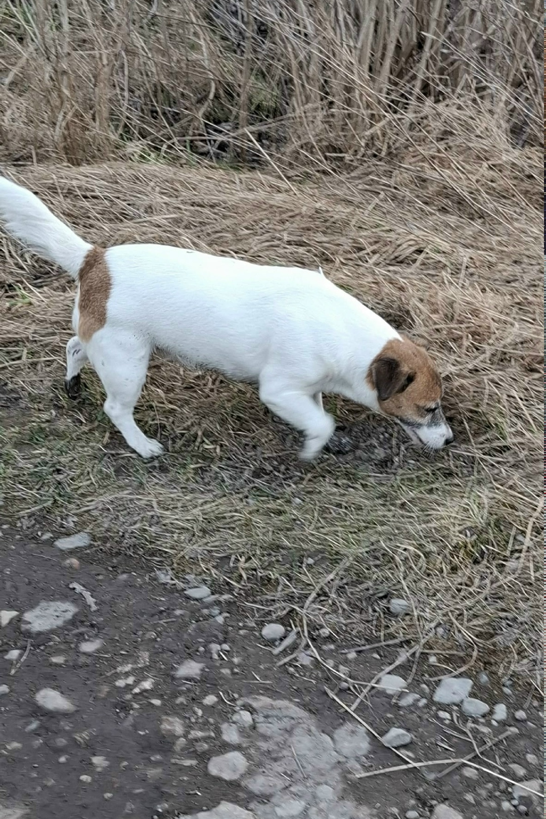 Пропала собака в Калининграде — фото объявления