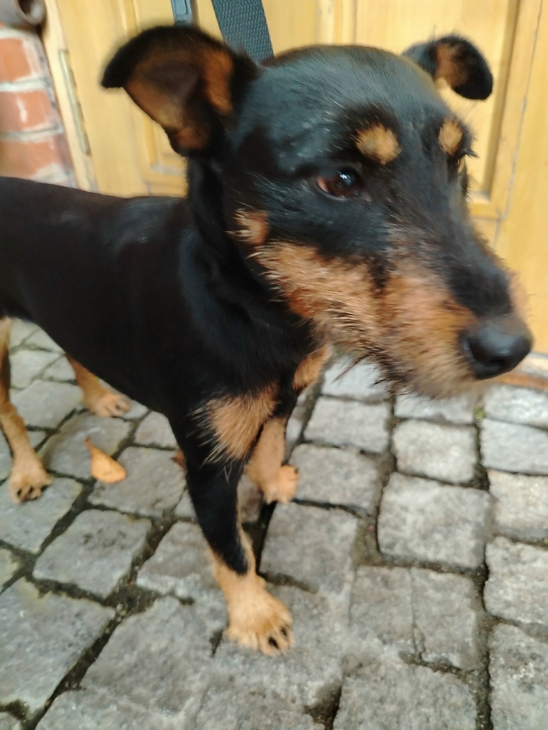 Найдена собака в Калининграде — фото объявления