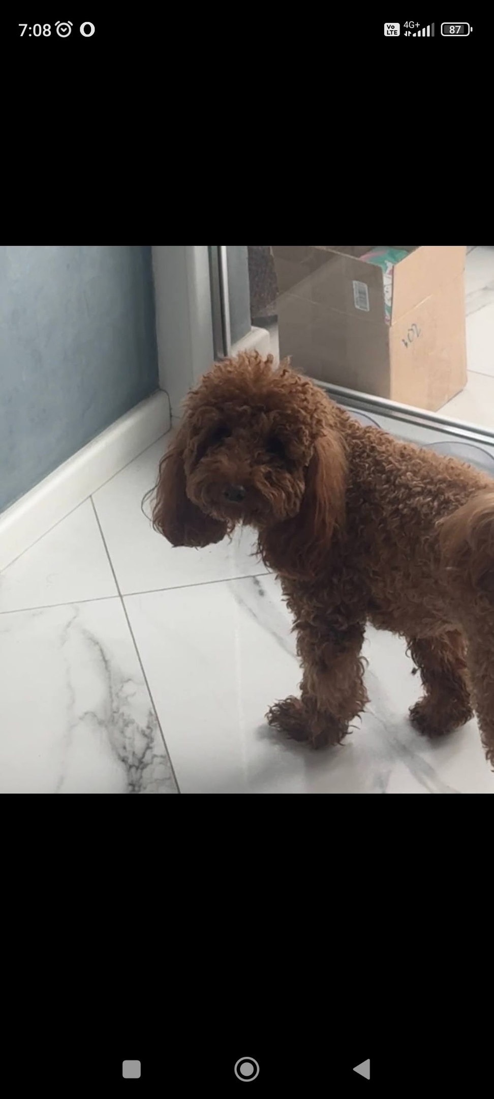 Пропала собака в Калининграде — фото объявления