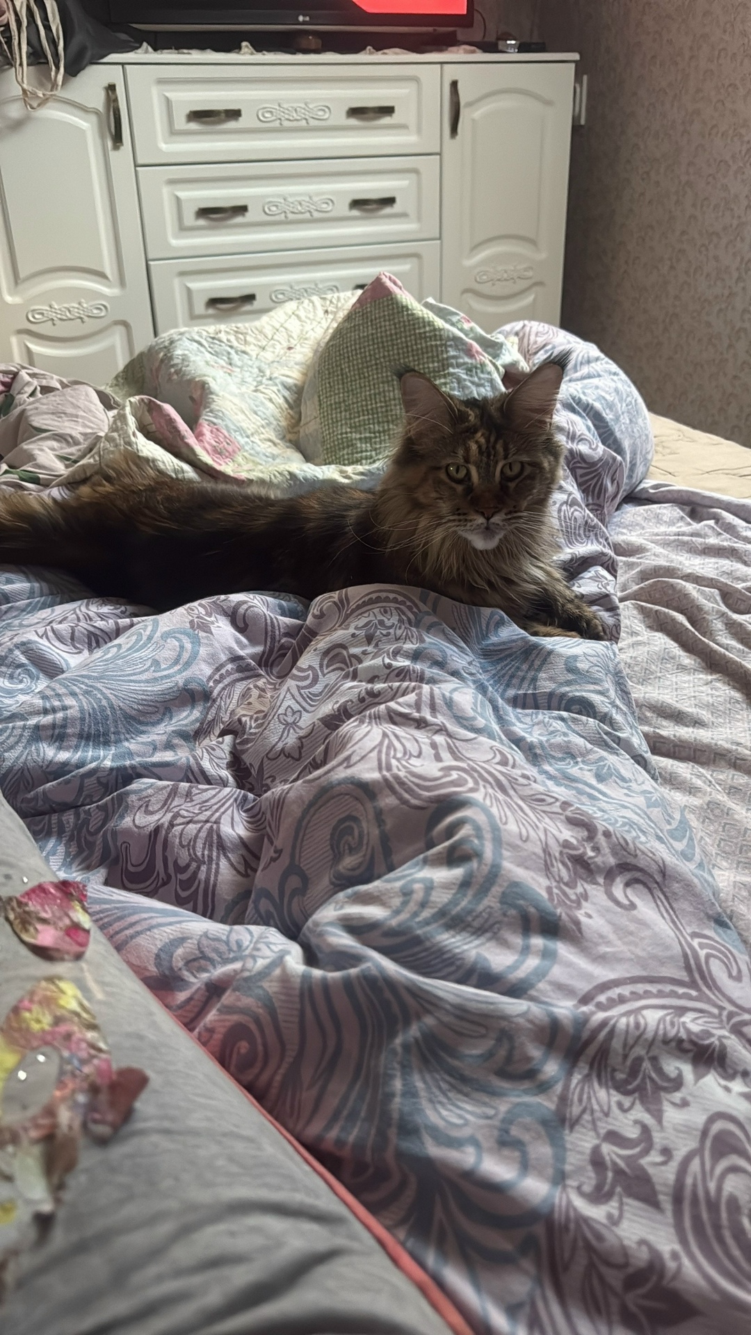 Пропала кошка в Калининграде — фото объявления