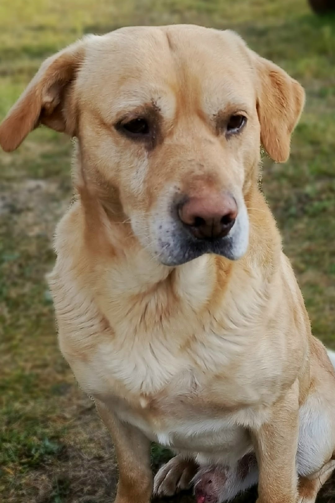 Пропала собака в Калининграде — фото объявления